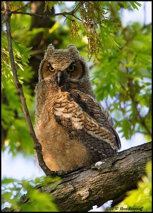 _0SB8167 great-horned owlet.jpg